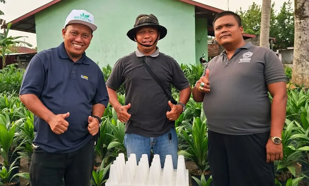 Bibit Kelapa Sawit Unggul PT Berkah Sawit Jambi
